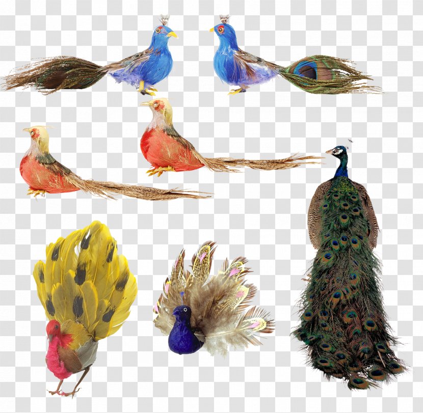 Bird Feather Peafowl - Various Peacock Transparent PNG
