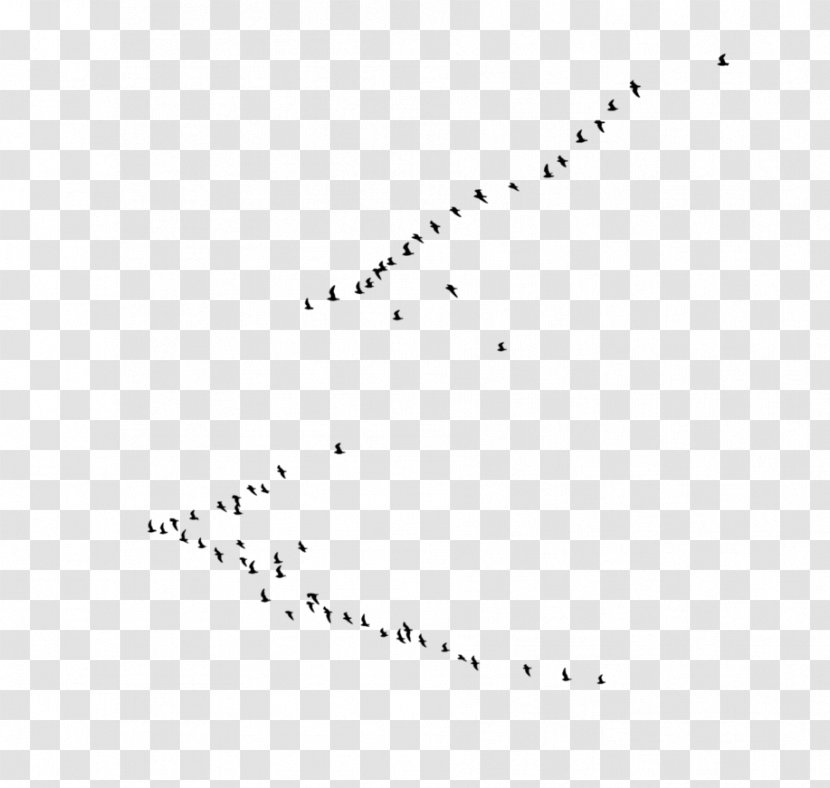 Black And White Line Point Angle - Rectangle - Birds Transparent Transparent PNG