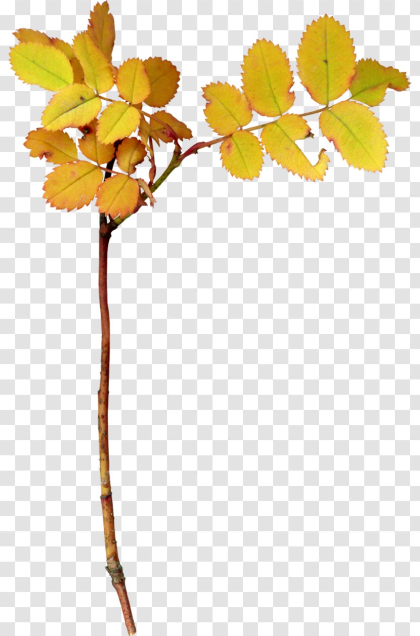 Tree Leaf Branch Shrub Clip Art - Cut Flowers - Autumn Transparent PNG