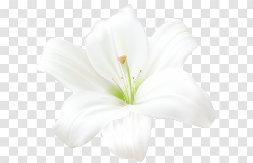 Flower Madonna Lily Light Clip Art Transparent PNG