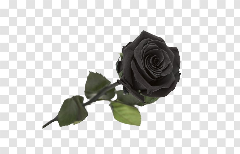 Garden Roses Black Rose Flower - Petal Transparent PNG