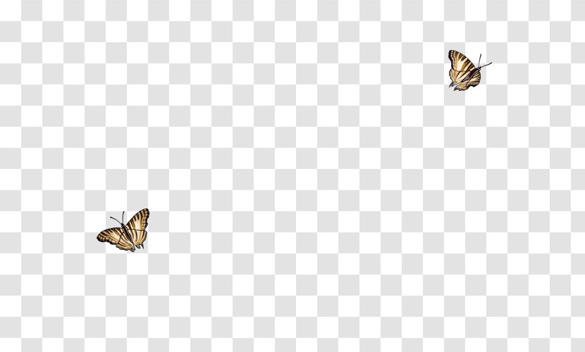 Brush-footed Butterflies Moth Butterfly Insect Wing - Brush Footed Transparent PNG