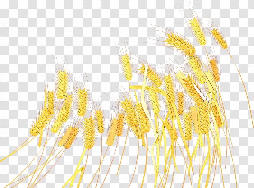 Emmer Cereal Germ Line Grain Transparent PNG