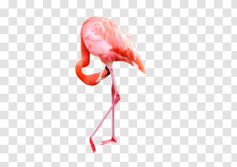 Flamingo Clip Art - Beak - Flamingos Transparent PNG