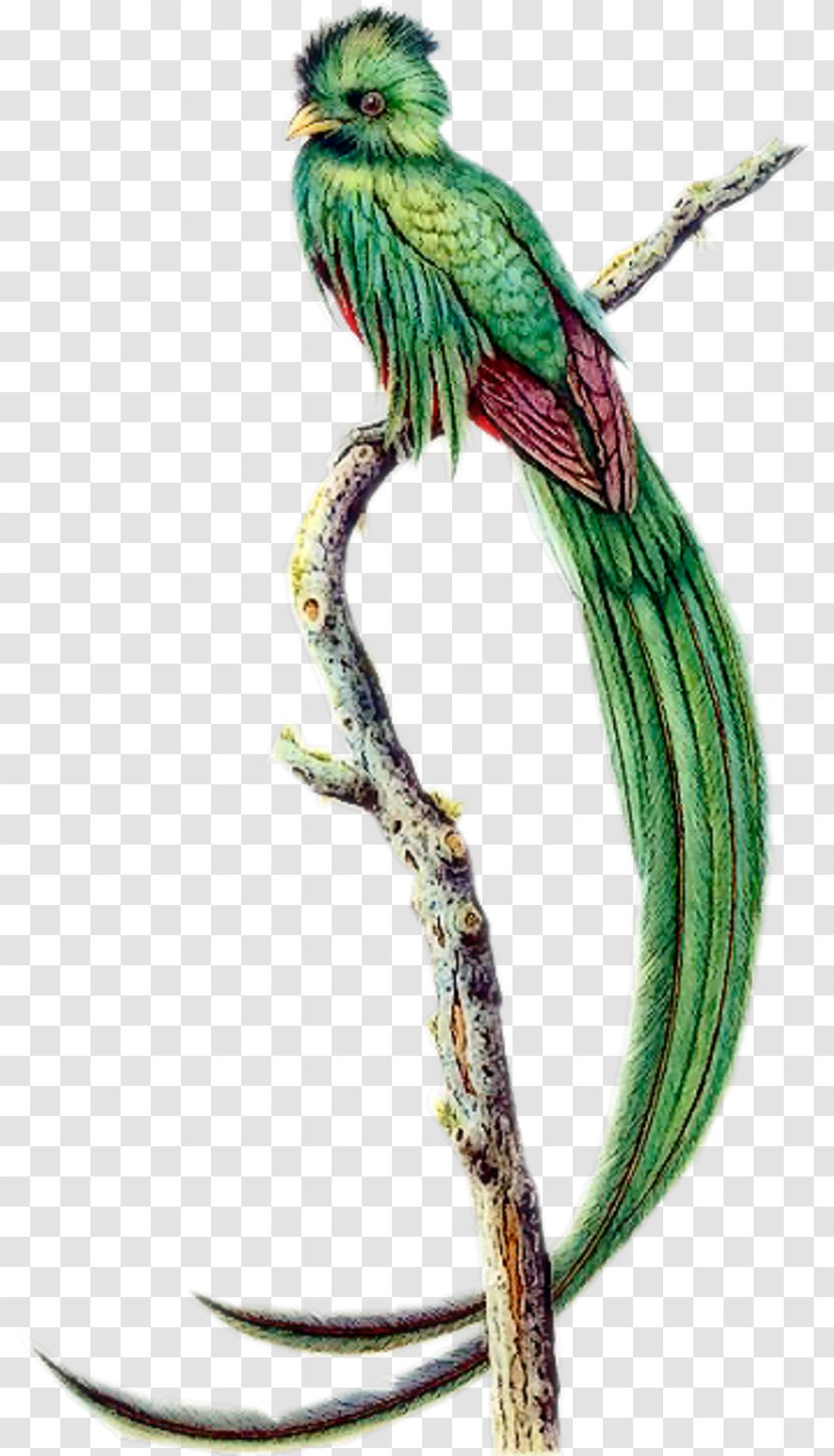 Bird Tattoo - Plant - Budgie Parakeet Transparent PNG
