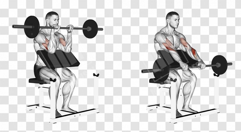 Weight Training Barbell Squat Exercise Muscle - Standing Transparent PNG