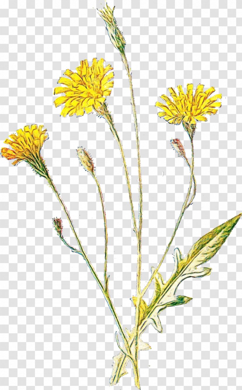 Flower Flowering Plant Hawkweed Yellow - Watercolor - Sow Thistles Native Sowthistle Transparent PNG
