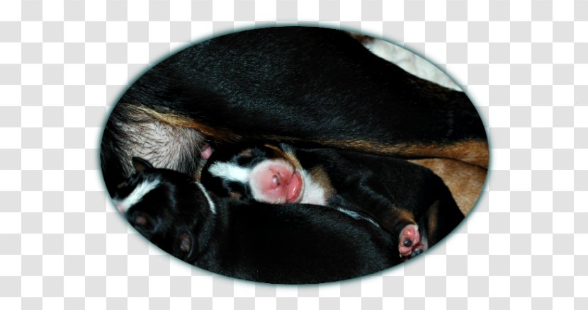 Dog Snout - Like Mammal - Appenzeller Sennenhund Transparent PNG