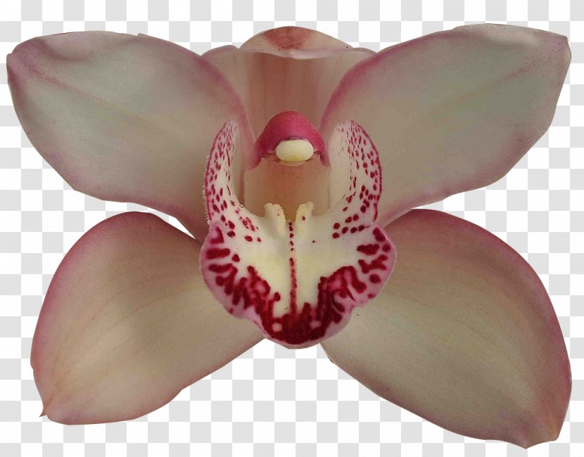 Moth Orchids Boat Orchid Cultivar Adubação - Plant - Vai Brasil Transparent PNG
