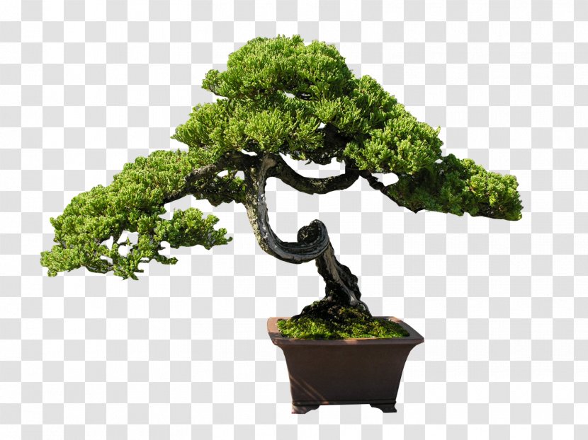 Indoor Bonsai Tree Clip Art - Plant Transparent PNG