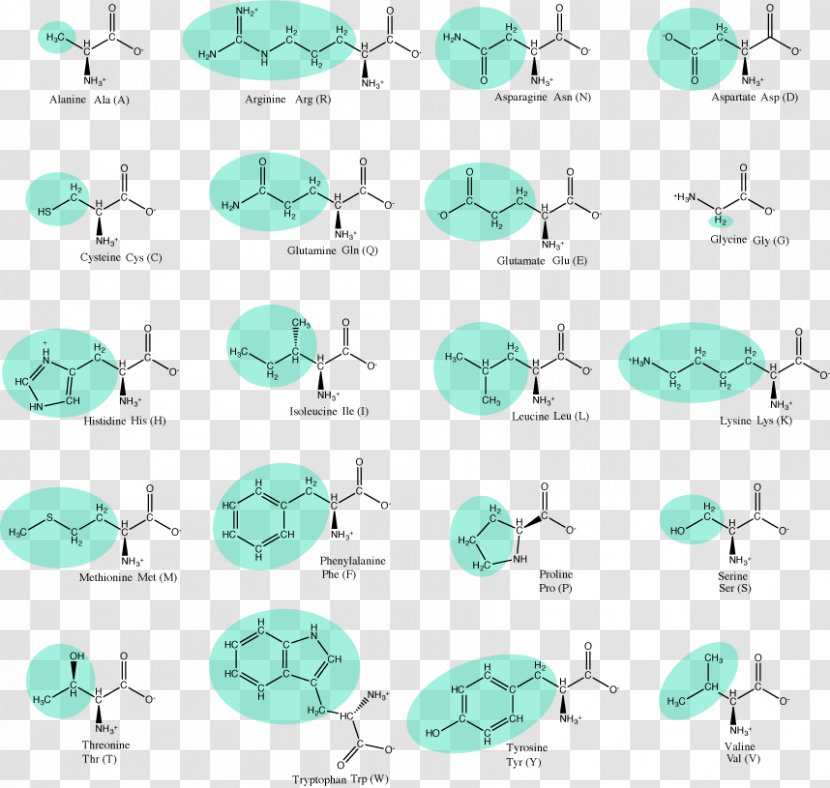 Essential Amino Acid Amine Side Chain - Amphoterism - Turquoise Transparent PNG
