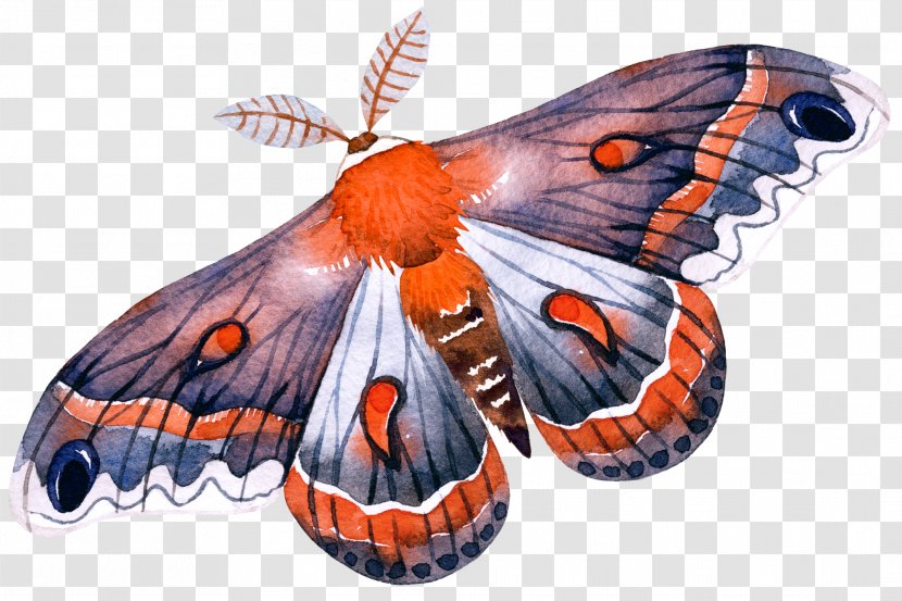 Monarch Butterfly Moth - Painting Transparent PNG