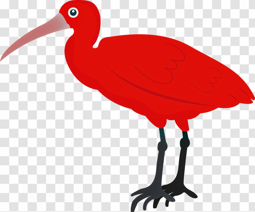 Ibis Birds Beak Water Bird Crane Transparent PNG