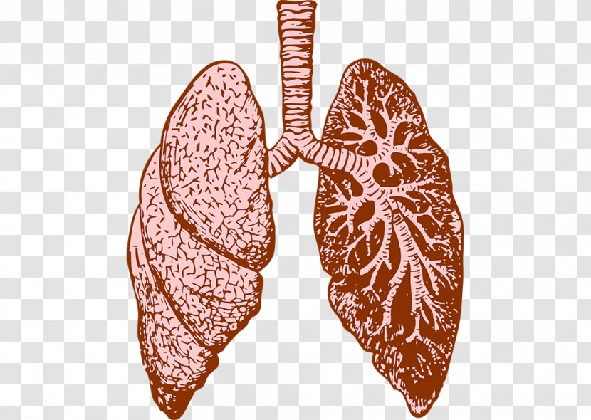 Lung Cystic Fibrosis Idiopathic Pulmonary Therapy - Chronic Obstructive Disease Transparent PNG