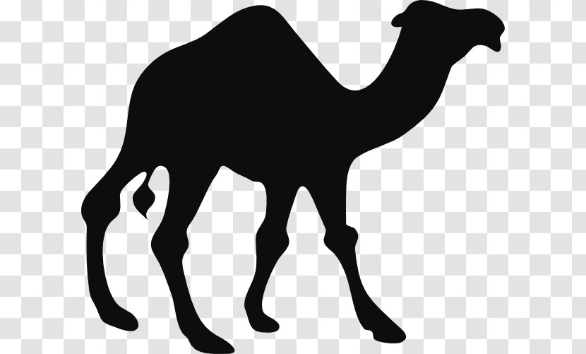 Camel Silhouette Black And White Clip Art - Like Mammal Transparent PNG