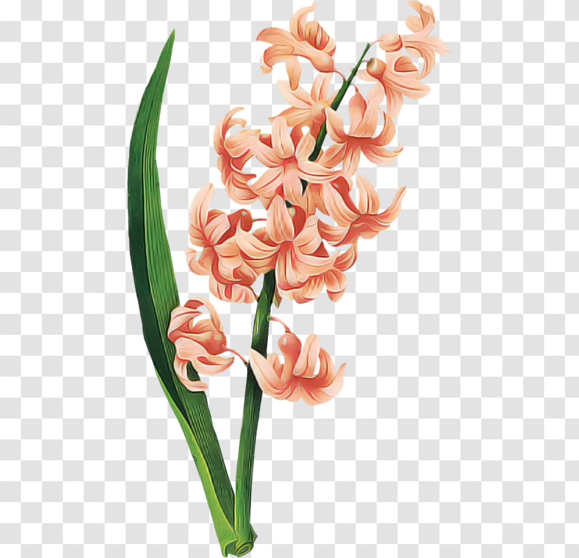 Flower Plant Pink Hyacinth Cut Flowers Transparent PNG