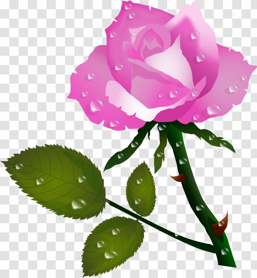 Rose Flower Color Clip Art - Garden Roses Transparent PNG
