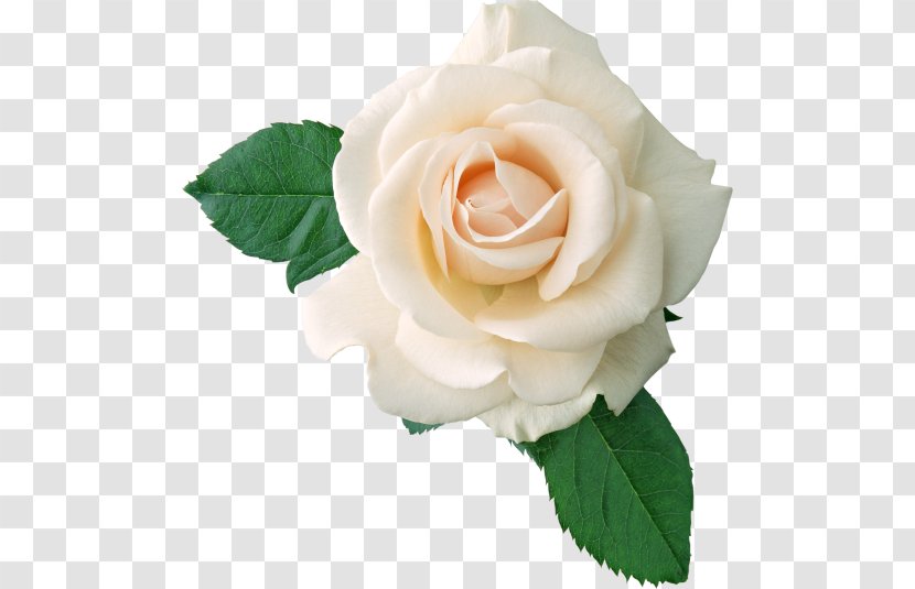 Rose White Flower Clip Art - Floristry - Roses Transparent PNG