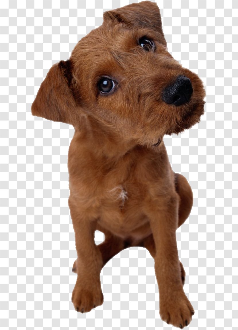 Dog Pet Cat Puppy Stanley Coren - Images Transparent PNG