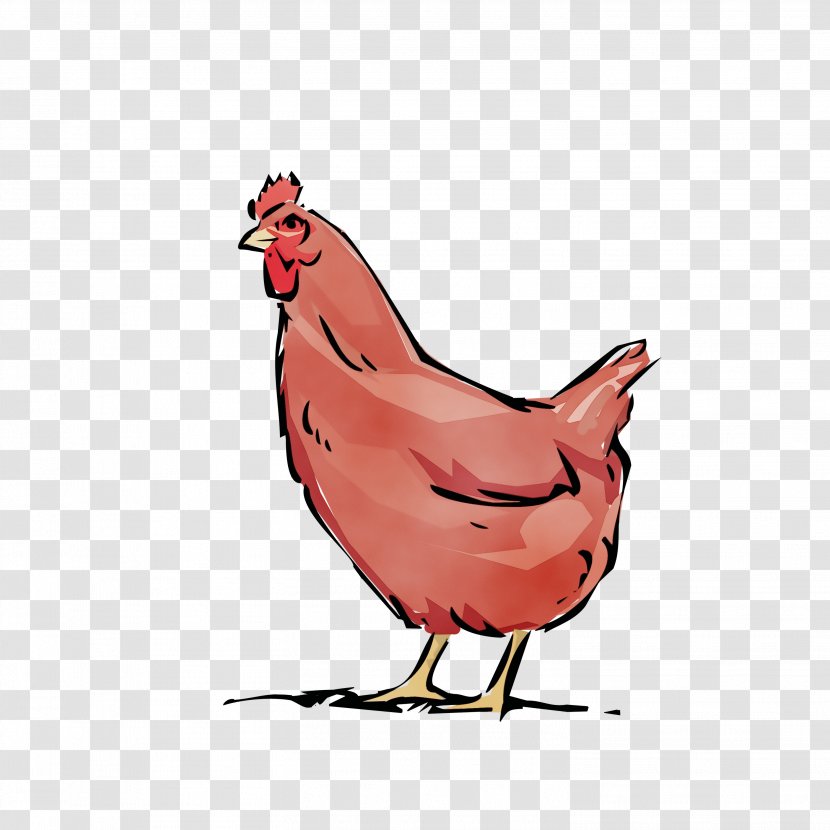 Chicken Bird Rooster Cartoon Beak - Comb Livestock Transparent PNG
