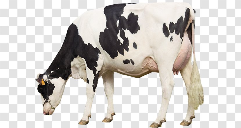 Dairy Cattle Calf Management - Farm Transparent PNG