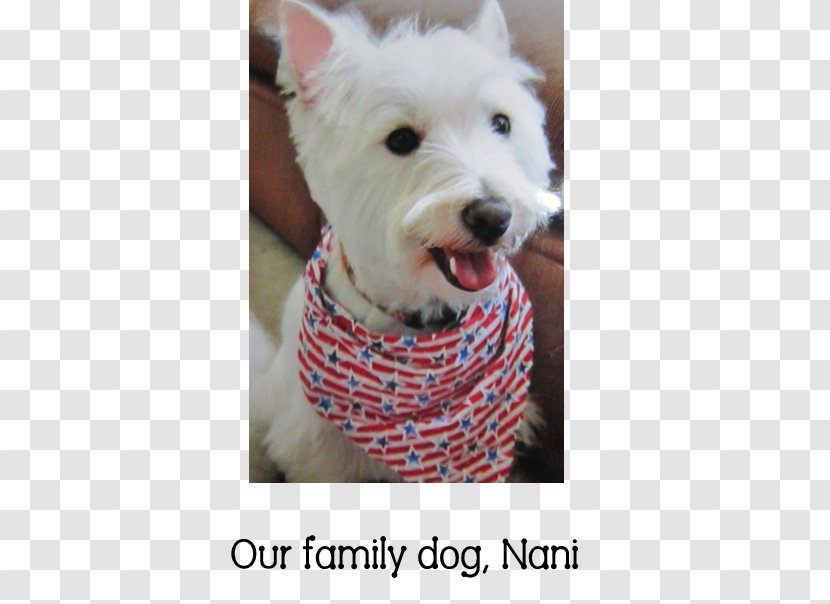 West Highland White Terrier Dog Breed Companion Snout Transparent PNG