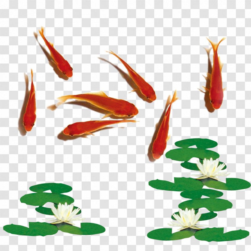 Carassius Auratus Iran Fish Haft-Seen Nowruz - Red Goldfish Lotus Transparent PNG
