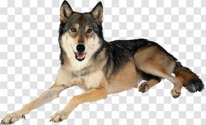 Dog Arctic Wolf Mexican Clip Art - Wolfdog - Pet Transparent PNG