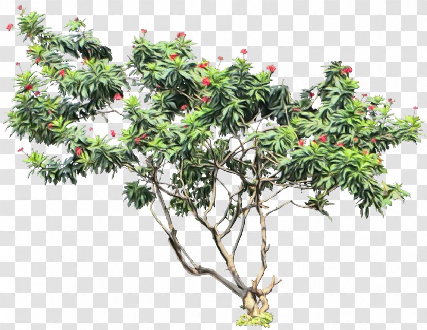 Tree Peregrina Transparency Shrub - Oleander - Woody Plant Transparent PNG