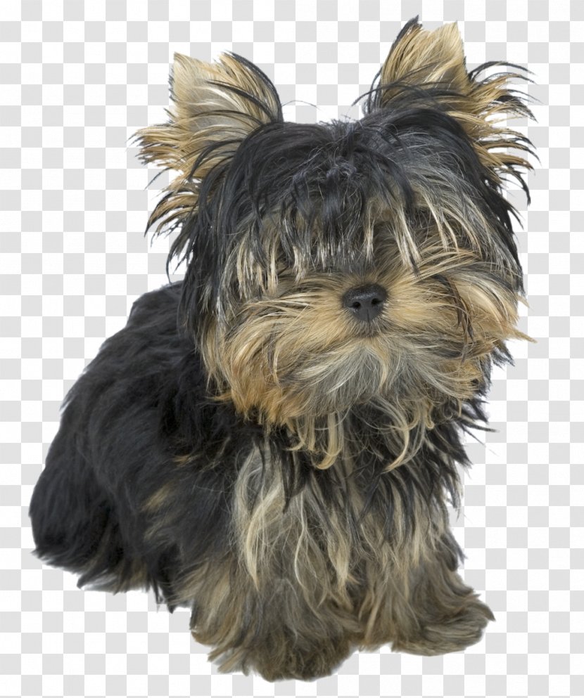 Yorkshire Terrier Australian Silky Shih Tzu Puppy - Rare Breed Dog Transparent PNG