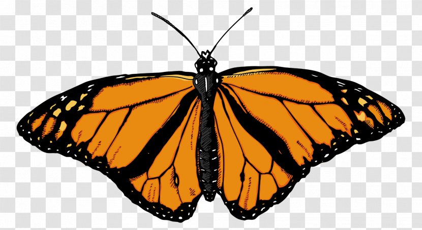 Monarch Butterfly Insect Clip Art - Tree Transparent PNG