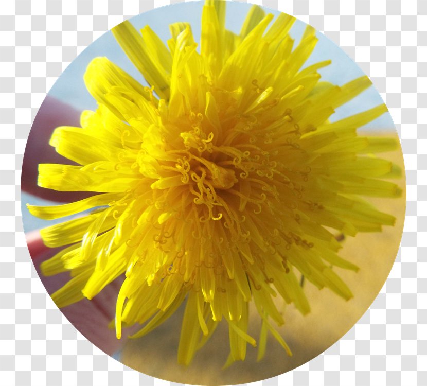 Dandelion Chrysanthemum Transparent PNG