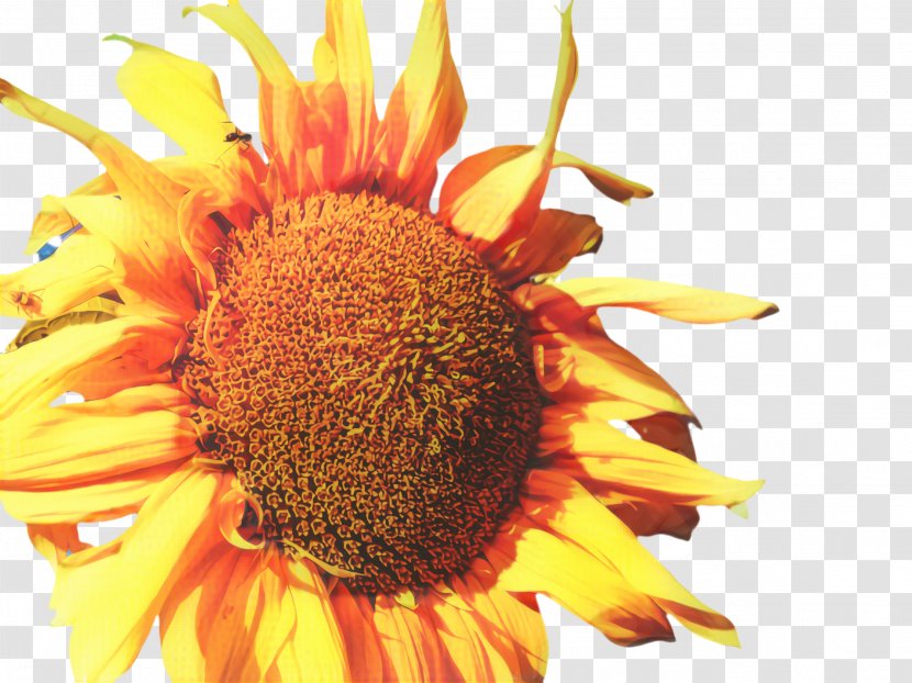 Sunflower Background - Common - Wildflower Seed Transparent PNG