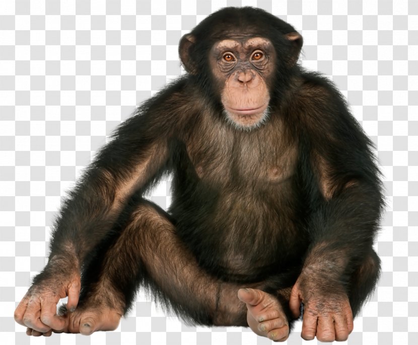 Gorilla Monkey Ape Image - Painting Transparent PNG