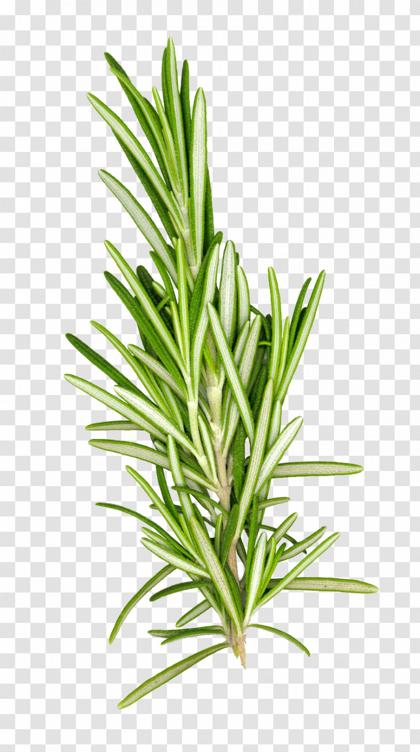Rosemary Herb Spice Oil Transparent PNG