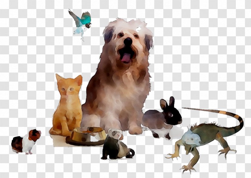 Cat Dog Breed Puppy Cold-blooded Transparent PNG