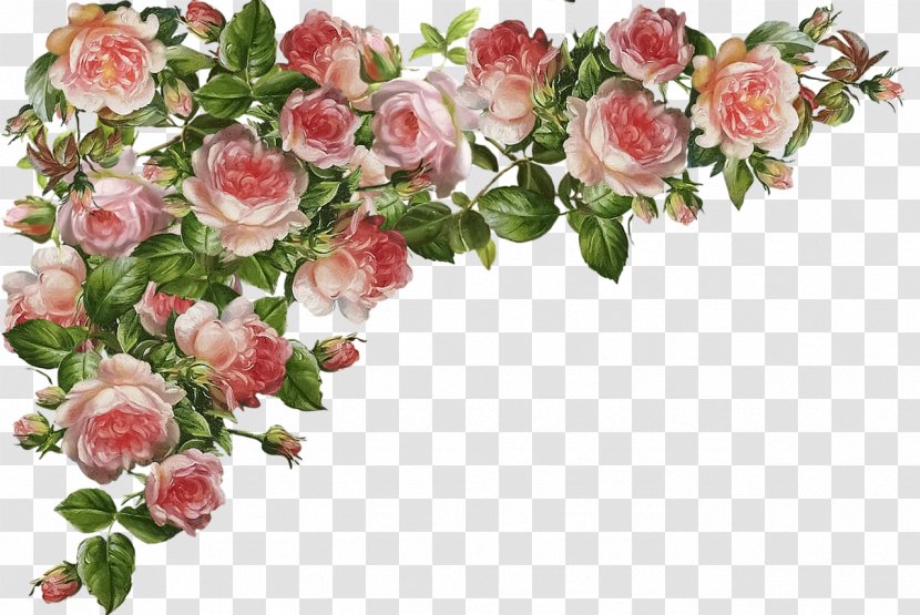 Garden Roses Centifolia Clip Art - Flower Arranging - Hand Holding Transparent PNG