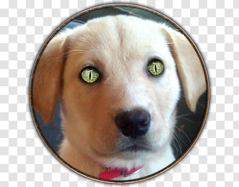 Labrador Retriever Puppy Dog Breed Companion - Carnivoran Transparent PNG