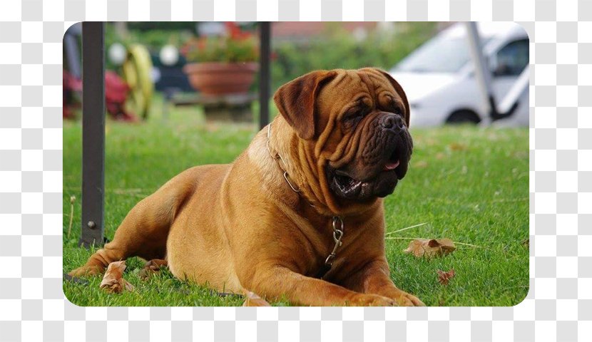 Ori-Pei Olde English Bulldogge Bullmastiff Dorset Tyme Boxer - Companion Dog - Dogue De Bordeaux Transparent PNG
