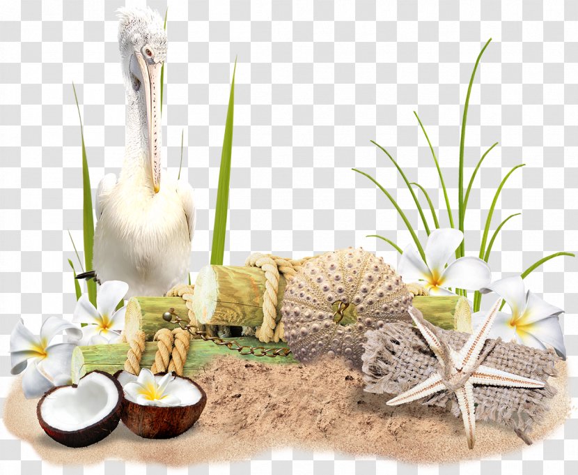 Picture Frames - Plant - Seashell Transparent PNG