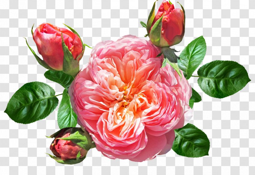 Floral Flower Background - Plant - Camellia Anthurium Transparent PNG