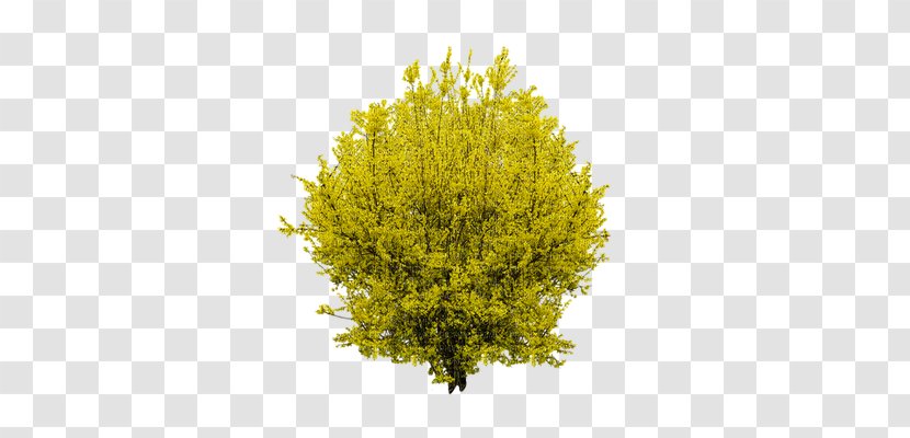 Forsythia Shrub Tree - Image File Formats - Yellow Transparent PNG