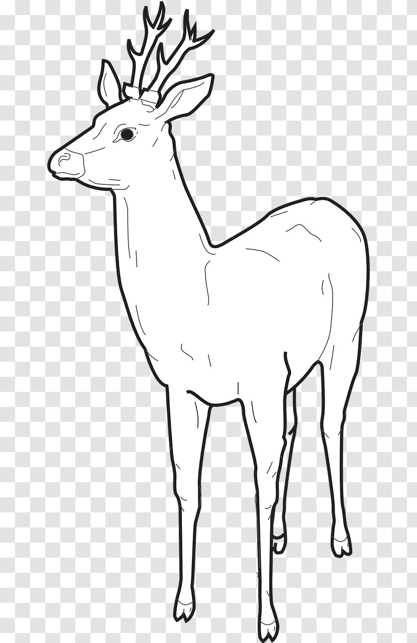 Elk Reindeer Coloring Book Drawing - Tail - Deer Transparent PNG