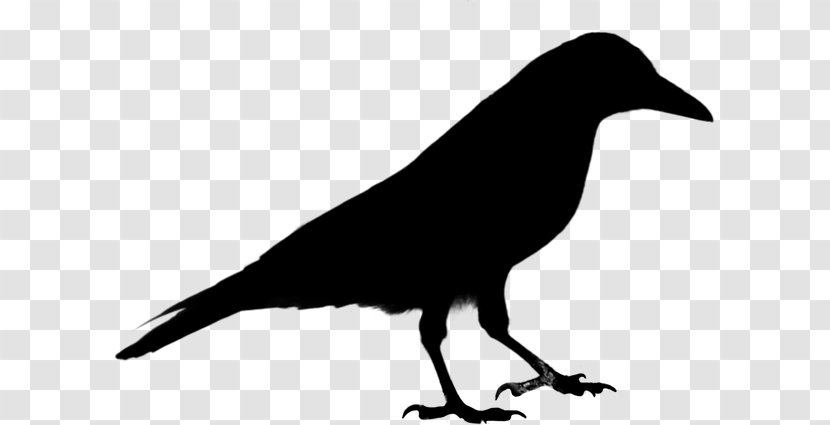 Common Raven Clip Art Crow - New Caledonian - Wildlife Transparent PNG