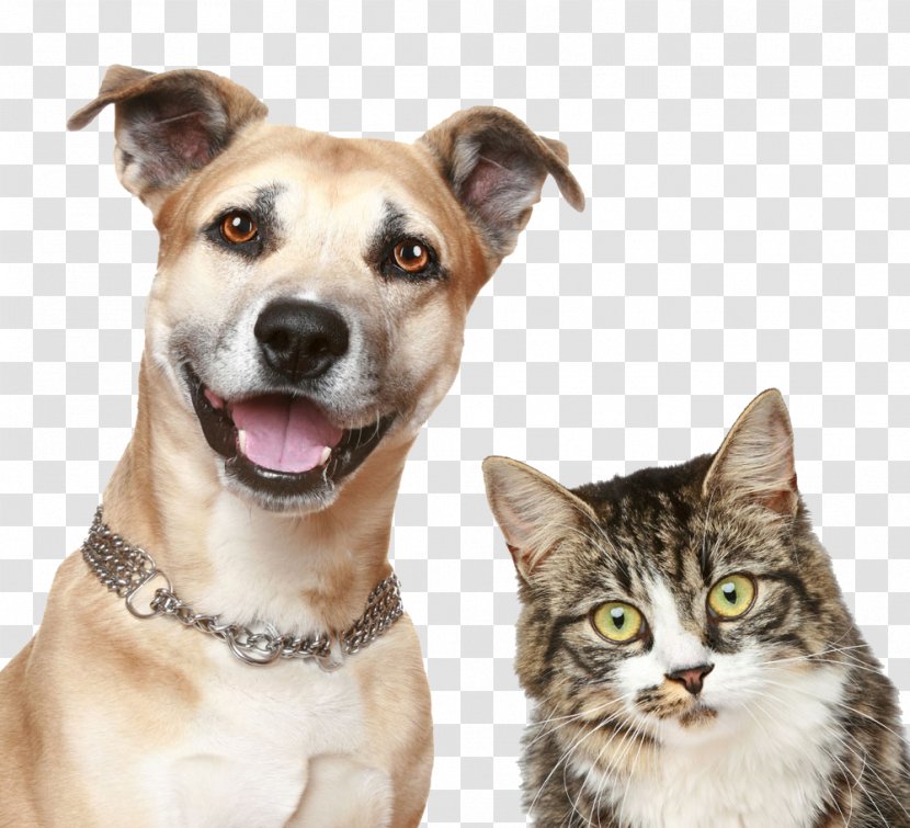 Dog Cat Puppy Pet Sitting - Snout Transparent PNG
