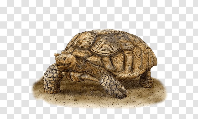 Box Turtles African Spurred Tortoise Art - Terrestrial Animal - Turtle Transparent PNG