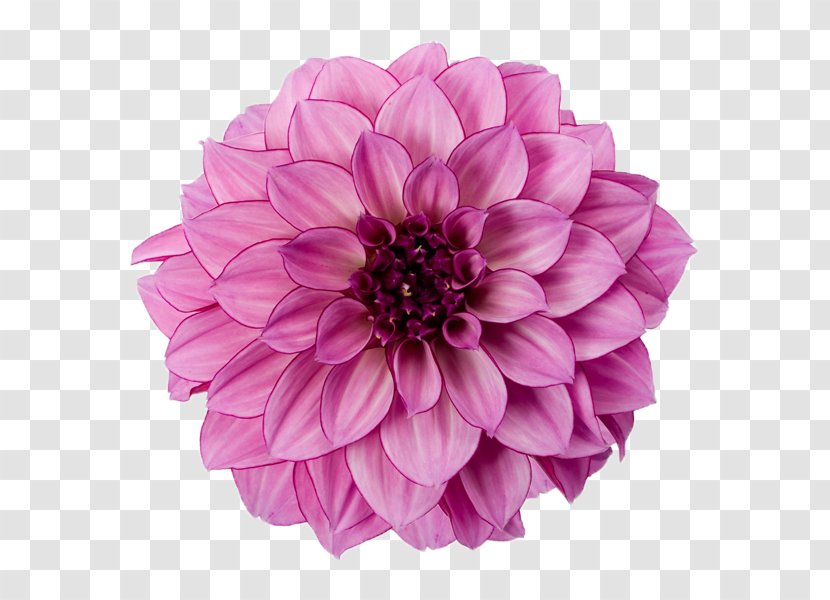 Dahlia Clip Art - Flower - Free Download Transparent PNG