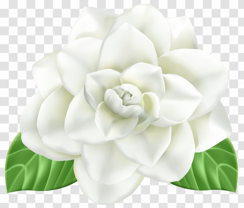 Flower Clip Art - Gardenia - Design Transparent PNG