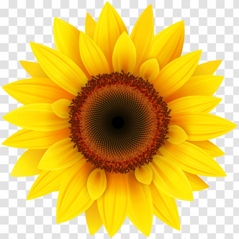 Common Sunflower Pixel XCF - Macro Photography - Clipart Picture Transparent PNG