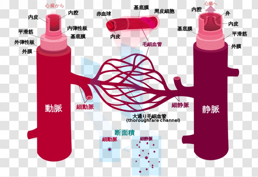 Blood Vessel Circulatory System Human Body Anatomy - Technology Transparent PNG